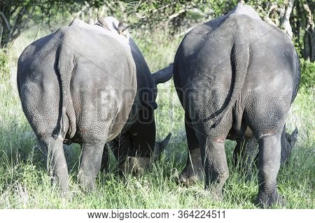 Two Rhinos Graze With Their Tails Towards The Camera. The Caudal Part And Hind Legs Of Two Rhinos. T