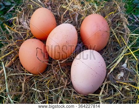 Red chicken eggs in a Straw nest