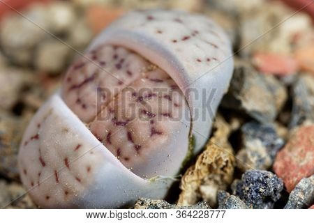 The Living Stone Lithops Schwantesii