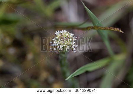 Field Pepperwort Flower, Lepidium Campestre.