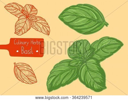 Leaves Of Food And Culinary Herb Basil, Hand-draw Sketch Illustration