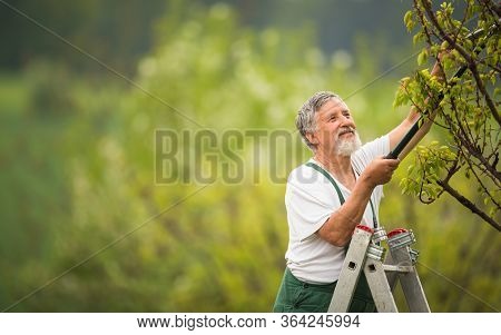Senior man gardening in his garden (color toned image), taking good care of his fruit trees from a ladder