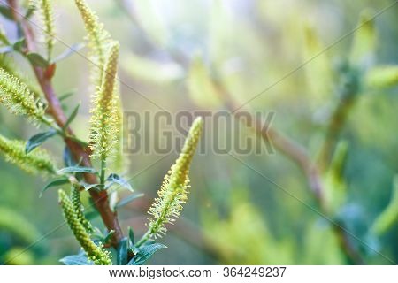 Sprig Of Salix Viminalis Closeup. Abstract Spring Background, Flowering Trees