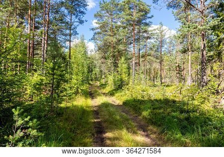 Journey On Foot Through Uncharted Roads Of A Green Forest. Summer Day In The Forest. Wild Nature Of 