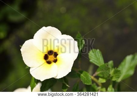 White Turnera Subulata Flower In The Garden