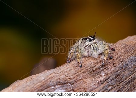 Jumping Spider On Timber In Nature.