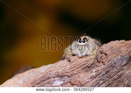 Jumping Spider On Timber In Nature.