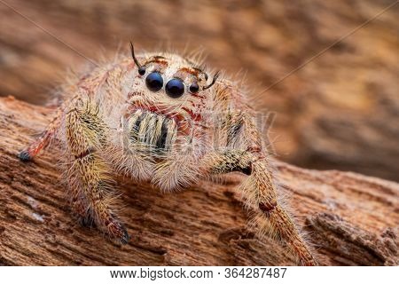 Jumping Spider On Timber In Nature.