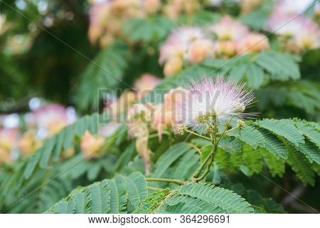 Blooming Flower Of Albizia Julibrissin, The Persian Silk Tree Or Pink Silk Tree, Mimosa Or Acacia, C