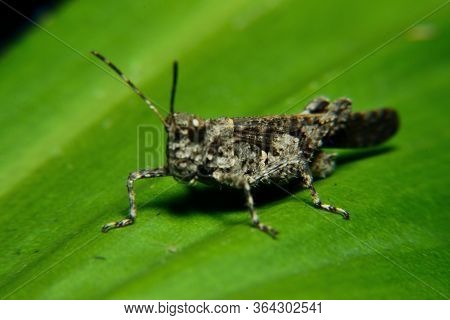 Black Grasshopper Perch In  Green Leaf. Belalang Kayu (melanoplus Cinereus)