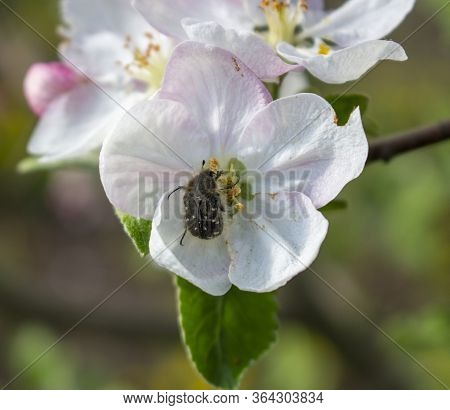 Destruction Of The Fruit Harvest Of Apples By The Insect Tropinota Hirta, A Pest That Feeds On Inflo