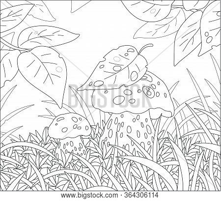 Two Thick Edible Mushrooms Hiding Under Leaves Among Grass On A Pretty Forest Glade, Black And White