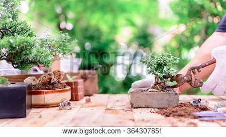 Home Gardening When Lock Down And Self-quarantine. Planting Seeds In Soil At Botanic Garden During T
