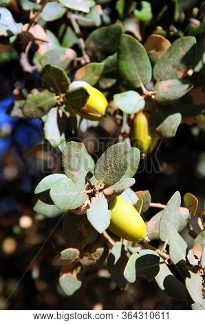 Ripe Acorns On A Tree, Igualeja, Serrania De Ronda, Malaga Province, Andalucia, Spain.