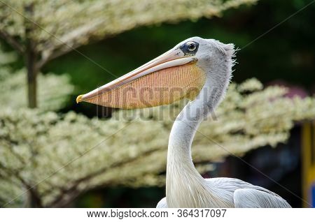 Pelican Head Close-up On A Background Of Light Trees