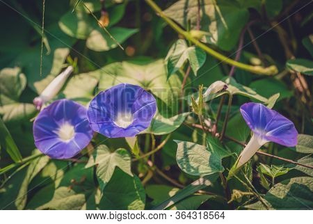 A Selective Focus Shot Of Beautiful Purple Ivyleaf Morning-glory ( Ipomoea Hederacea ) Flowers In A 