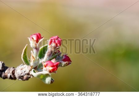 Closeup Of An Unopened Red Bud Of An Apple Tree Flower With Velvet Green Leaves In Spring Against Th