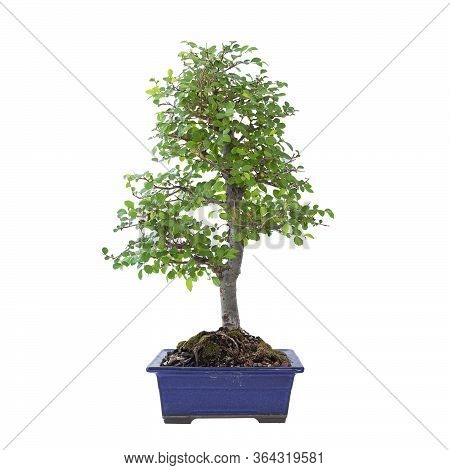 Chinese Elm Bonsai In Early Spring ( Ulmus Chinensis ), In A Blue Japanese Glazed Ceramic Bowl, Isol