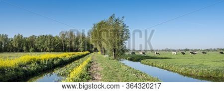 Yellow Rapeseed Flowers Under Tree And Spotted Cows In Green Spring Meadow In The Centre Of Holland 