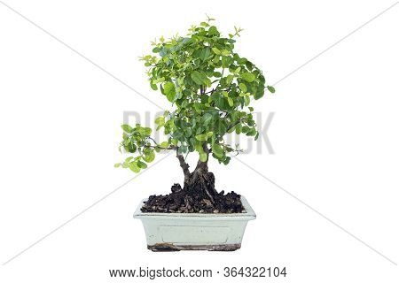 Sageretia Theezans Bonsai Isolated On White Background, The Chinese Sweet Plum