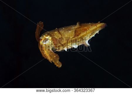 Juvenile Broadclub Cuttlefish (sepia Latimanus, Aka Reef Cuttlefish) In Black Water. Triton Bay, Wes