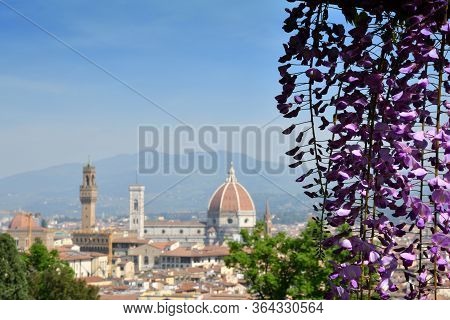 Blooming Wisteria At Bardini Garden In Florence With Cathedral Of Santa Maria Del Fiore On Backgroun