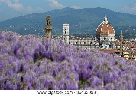 Blooming Wisteria in a garden in Florence with Cathedral of Santa Maria del Fiore on Background, Flo