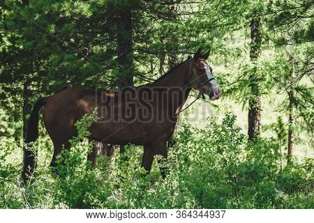 A Bay Horse Grazes In A Meadow In A Coniferous Forest In The Ulagansky District Of The Altai Republi