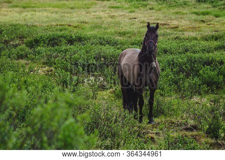 A Bay Horse Grazes In A Meadow In The Ulagansky District Of The Altai Republic, Russia