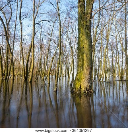 Flooded Trees In Floodplanes Of River Waal In Holland