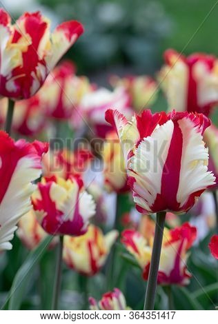 Red White. Tulips Flower. Nature. Garden. Flora
