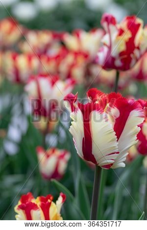 Red. White. Tulips. Flower. Nature. Garden. Flora