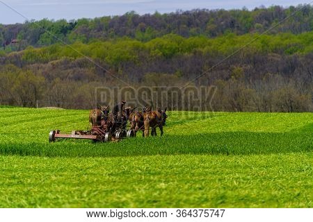 Amish Farmer
