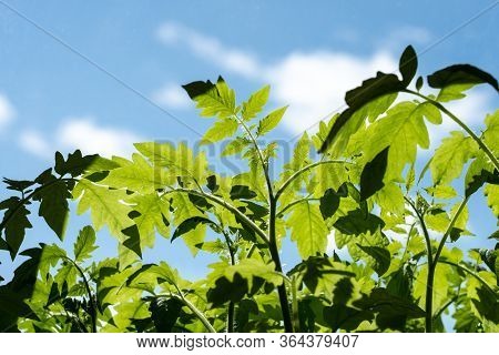 Leaves Of Tomatoes Against The Sky, Young Tomato Plants In The Morning Against The Sky.