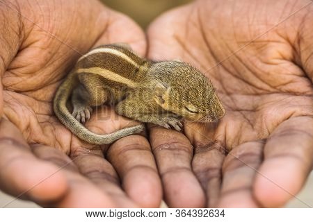 Baby Squirrel Sleeping On Human Hand, Common Indian Baby Squirrel Sleeping On The Book. Blur Backgro
