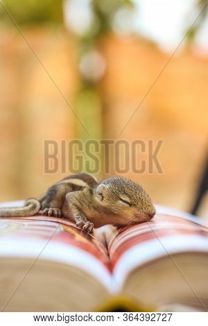 Baby Squirrel Sleeping On Book Of Zoology, Common Indian Baby Squirrel Sleeping On The Book. Blur Ba