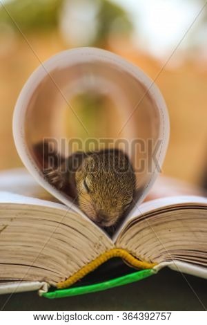 Baby Squirrel Sleeping On Center Of The Book, Common Indian Baby Squirrel Sleeping On The Book. Blur