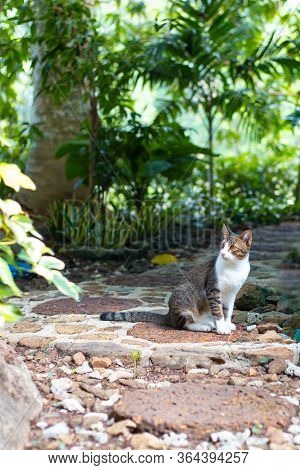 Gray Cat With A White Breast Sits On A Stone Walkway In A Green Garden, His Favorite Furry Pet