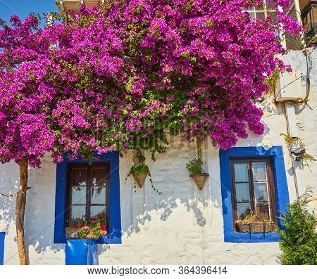 Pink Bougainvillea Flowers And Old Blue Door At Bodrum. Mugla, Turkey