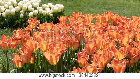 Nature. Orange Tulip. Flowers. Garden. Flora