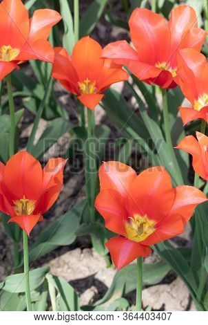 Orange Tulips. Flower. Nature. Garden. Flora