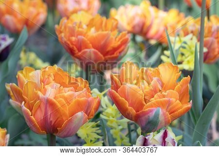 Orange. Tulips Flower. Nature. Garden. Flora