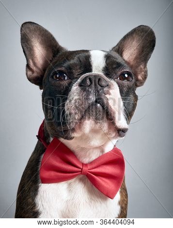 Portrait Boston Terrier Pure Breed Soft Grey Background With Red Bow Tie Closeup