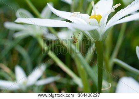 Little Spider Weaves A Web On A Beautiful White Flower