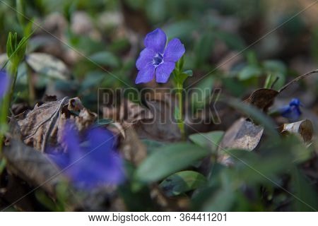 The Bigleaf Periwinkle (vinca Major) Plant Blooming