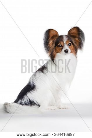 White-black-red-haired Papillon Breed Dog (continental Toy Spaniel) Is Sitting On A White Background