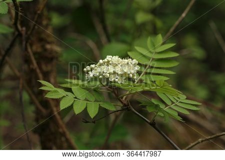 Rowan Branch With Inflorescence On A Green Background