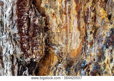Two Drops Of Resin Stretching On Pine Wood. Fresh Wood Resin