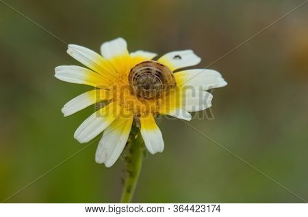 White Garden Snail On A Flower Of Arizona Beggarticks.