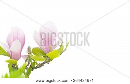 Pink Magnolia Liliiflora Flowers In The Corner Isolated On White